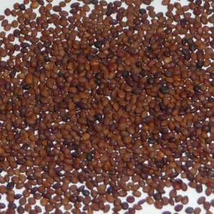 เมล็ดมาจอแรมเกรด1 - Product Image 1