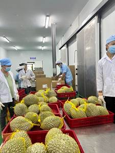 Durian biologique congelé de haute qualité Vietnam nouvelle culture goût sucré meilleur prix processus IQF pâte entière morceau carton en vrac disponible - Product Image 6