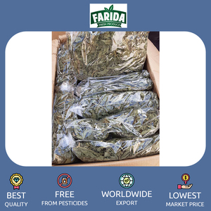 Meilleures ventes 2023 de feuilles de Molokhia pures de qualité supérieure 100% pour les acheteurs en gros authentiques - Product Image 2