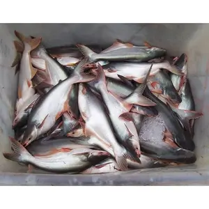 Frozen Pangasius Base Fish Whole Round 800-1000g Frozen Pangasius Basa Fish From Vietnam