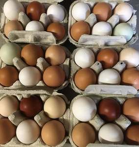 Œufs de poule bruns et blancs de haute qualité, jaune riche en protéines, 30 œufs de table disponibles en vrac, frais, vente en gros directe de la ferme - Product Image 4