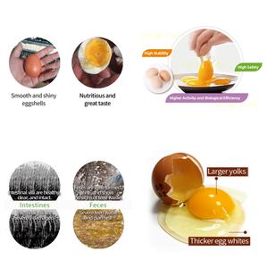 EGDOO Aliment pour poulets reproducteurs : Acides aminés, Oligo-éléments, Vitamines, <span class=keywords><strong>Zinc</strong></span>, Sélénium en poudre, Supplément à perte de vitamines réduite - Product Image 6