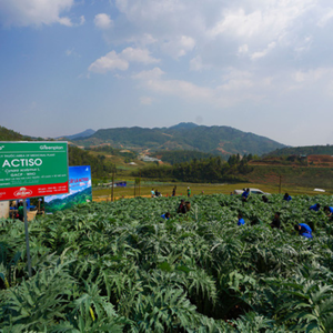 สารสกัดอาร์ติโช้คผงสีน้ำตาลเวียดนาม (2,5% cynarin Acid chlorogenic 0,6%) - Product Image 6