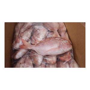Pescado de alabaca roja congelado de calidad de exportación, suministrado a granel con entrega confiable por cadena de frío. - Product Image 3