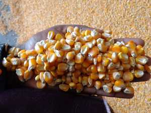 Maíz Amarillo y Blanco Premium para Mercados Globales: Alimentos, Piensos e Industria - Product Image 3