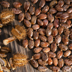 เมล็ดละหุ่งดิบ100% อินเดียสินค้าเกษตรอินทรีย์ - Product Image 4