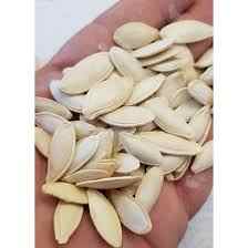 50 Seeds Rare Japanese Yellow Green Ornamental Pumpkin Seeds With Potted Soil Gift