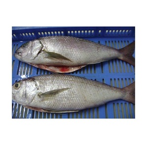 Poisson snapper blanc entier congelé de haute qualité disponible à la vente à bas prix - Product Image 1
