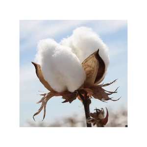 Fibre de coton brut biologique douce Matériau écologique sans OGM Idéal pour la filature et l'industrie textile à des prix abordables - Product Image 2