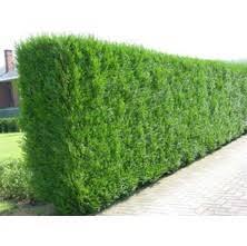 200ชิ้นเมล็ดงานอดิเรกออร์แกนิกสวนป้องกันความเสี่ยงเมล็ดต้นไม้ Thuja เมล็ดพันธุ์ที่เก็บเกี่ยวคุณภาพ