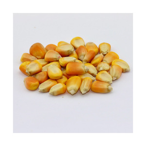 ข้าวโพดเหลืองแห้งสำหรับการผลิตอาหารและอาหารสัตว์ - Product Image 2