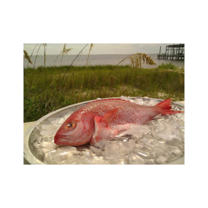 ปลากะพงแดงแช่แข็งอาหารทะเลสดแช่แข็ง - Product Image 4