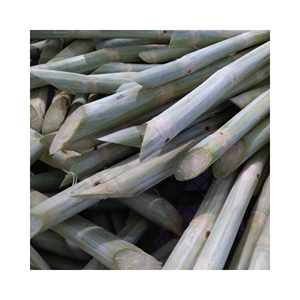 Vente chaude canne à sucre congelée canne à sucre douce meilleure qualité prix bon marché du Viet Nam disponible en vrac - Product Image 1