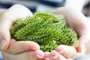 Algas Marinas Deshidratadas, Caviar Verde, Umibudo, Ricas en Colágeno e Yodo para la Salud y la Belleza - Product Image 3