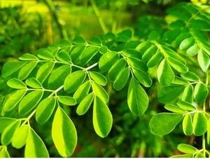 Herbes de Moringa Olivera biologiques de la meilleure qualité pour les compléments alimentaires, les applications alimentaires et les formulations de soins de la peau, disponibles en promotion - Product Image 3