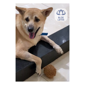 Boule de coco à mâcher pour animaux de compagnie naturels pour chiens boule de noix de coco durable écologique meilleure vente jouet de soins dentaires pour le nettoyage des dents - Product Image 6