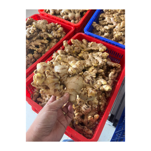 ขิงสดฉ่ำที่มีรสชาติตามธรรมชาติที่เข้มข้นและเนื้อแน่นเหมาะสำหรับการปรุงอาหารและปรุงรสแบบดั้งเดิมต่างๆ - Product Image 1