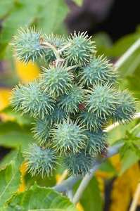 Semillas de Ricino Naturales con 24 Meses de Vida Útil para Extracción de Aceite y Producción de Biodiésel - Product Image 6