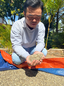 โรบัสต้า/อาราบิก้า, เมล็ดกาแฟดิบเกรดใหม่24-25มาตรฐานส่งออก + 84 969615235 - Product Image 6