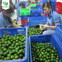 VIET THIEN PHU VTP/OL-28 Top vente de citron vert frais sans graine naturelle 100% du Viet Nam contacter au + 84 366 381 295