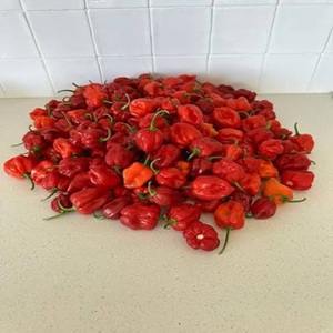 Pimiento Habanero Triturado de Calidad de Exportación Global para Salsas Picantes, Procesamiento por Deshidratación, Fabricación de Especias, 24 Meses de Vida Útil - Product Image 4