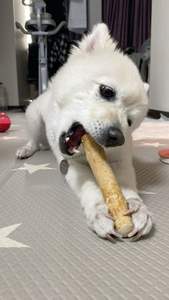 Hot Deal Coffee Wood <b>Dog</b> Chew Pet Products Tough and Engaging - Product Image 4