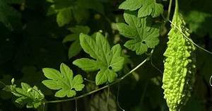 HOJAS DE MELÓN AMARGO CONGELADAS SOPORTE DE DETOX ALIMENTOS LIMPIOS DE FUENTE DE HIERBAS VERDES A BASE DE PLANTAS - Product Image 6
