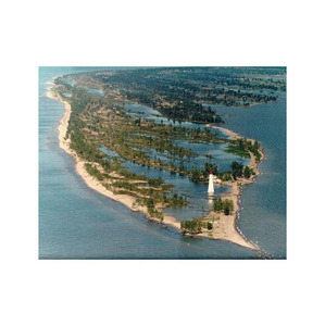 Troncos de Muebles personalizados largos de haya, calidad superior a precios inmejorables a granel - Product Image 1