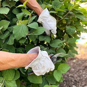 ถุงมือทำงานทำจากหนังสำหรับผู้ชายที่มีแผ่นหนังเสริมฝ่ามือเพื่อเพิ่มความมั่นคงในการสวมใส่โดยรวมข้อมือที่ยืดหยุ่นและความทนทาน - Product Image 5