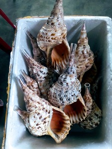 <b>Large</b> Triton Trumpet Seashell Triton Conch Shell Trumpet Triton Shell Charonia tritonis for Ethnic Music Instruments - Product Image 6