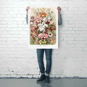 Formas artísticas en la naturaleza de Ernst Haeckel, placa 74, póster de naturaleza muerta con orquídeas - Product Image 1