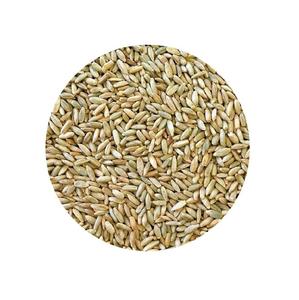 100% Pure Natural Quality Organic <b>Rye</b> Grains At Best Wholesale Pricing - Product Image 1