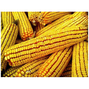 Compre granos de maíz amarillo para alimentación animal/maíz para alimentación animal demanda de maíz calidad estándar maíz amarillo seco en 100% - Product Image 1