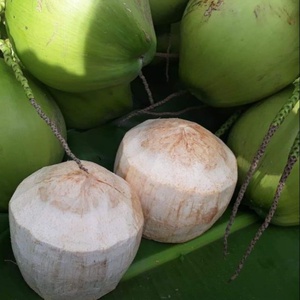 กะทิไทยพรีเมียม เกรด A เนื้อมะพร้าวสด รสหวานธรรมชาติ ชุ่มชื่น อุดมด้วยอิเล็กโทรไลต์ ให้รสชาติสดชื่น - Product Image 4