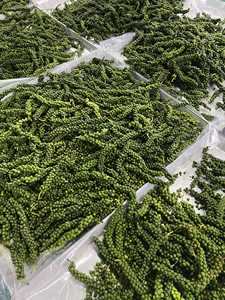 Pimiento Verde Liofilizado de Sabor Intenso para Creadores Culinarios Globales - Product Image 6