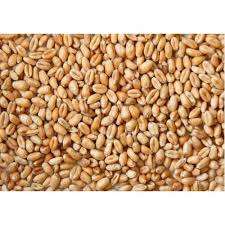 Grano de Trigo Seco de Alta Calidad |   Granos de trigo integral a granel | Grano de Trigo 100% Puro y Nutritivo, 25 kg, 50 kg en Venta - Product Image 6