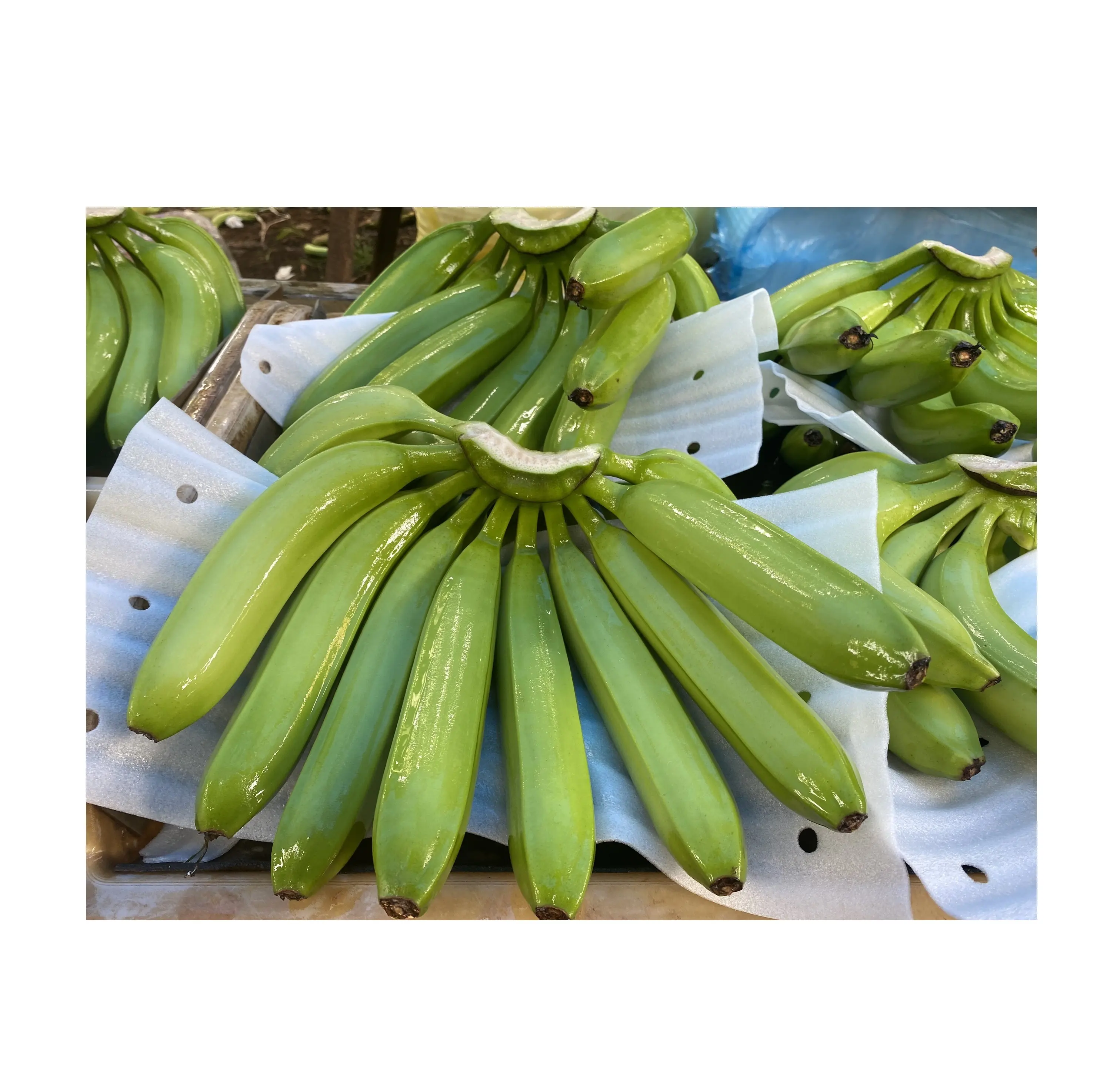 Vietnam green cavendish for export/ Bulk quantity fresh cavendish banana/ High quality fresh fruit agriculture