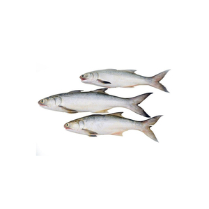 Pescado de salmón Filete congelado Pescado de salmón atlántico fresco y congelado/Salmón congelado entero/Cabeza de salmón a la venta - Product Image 4