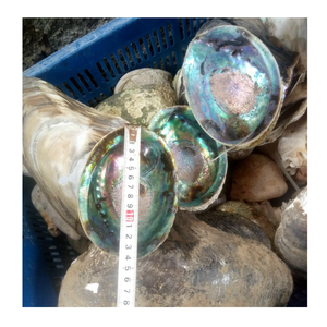 Conchas de abulón para bandejas de incienso hechas a mano Conchas de abulón crean una decoración elegante centrada en la energía - Product Image 6