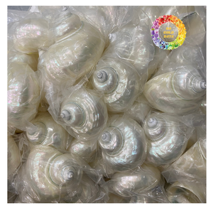 Turbo Shell pulido decorativo Calidad de exportación superior para joyería artesanal y uso interior - Product Image 6