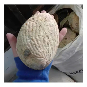 Concha de abulón de calidad de exportación de Vietnam, venta al por mayor, nácar pulido, concha marina cruda lista para enviar - Product Image 2