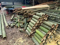 VENTE EN GROS POLE EN BAMBOU VERT CUBES EN BAMBOU PETIT ET GRAND DIAMÈTRE POCHE EN BAMBOU DE GRANDE QUANTITÉ DU VIETNAM