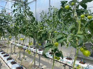 Sistemas de Agricultura Inteligente Hidropónica y Torre Aeropónica con Riego Automático y Control de Nutrientes - Product Image 2