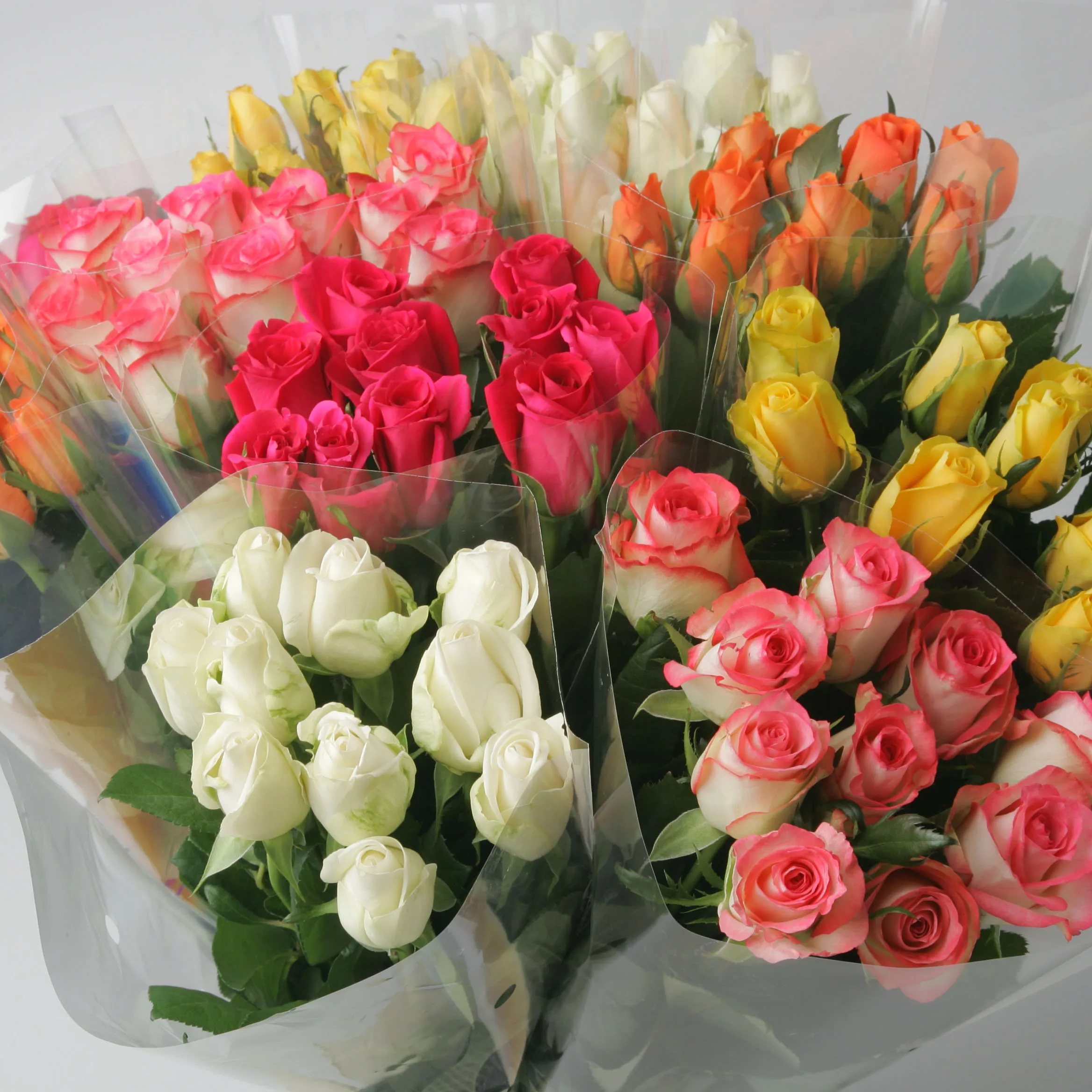 Atacado de flores frescas cortadas Quenianas rosa rosa escuro rosa cerizes haste grande 62 cm B2B Fornecimento de exportação de flores frescas por atacado