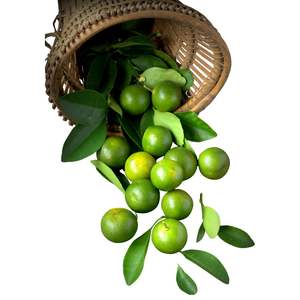 Calamansi Fresco de Vietnam de Alta Calidad para Exportación, Venta al por Mayor de Frutas y Bebidas - Product Image 3