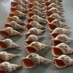 Trompette Triton Coquillage du Vietnam Fabriquée avec du matériau de calcium naturel pour la décoration intérieure Taille 20 cm Humidité 7 Emballage - Product Image 1