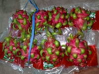 Buah Naga Merah Laris Manis Pitaya Buah Tropis Dari Peternakan Vietnam Siap Ekspor ke Uni Eropa, Australia, AS