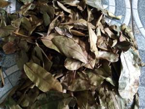 Hoja de guanábana seca, suministro de fábrica desde Vietnam con apariencia consistente para exportación a gran volumen - Product Image 5