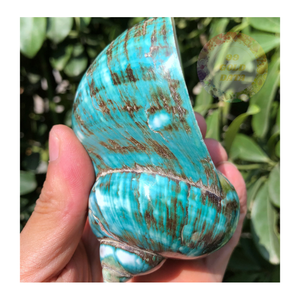 Green Turbo Burgess Shells Gemmes naturelles de l'océan vietnamien pour les projets d'artisanat de haute qualité et le commerce international - Product Image 4