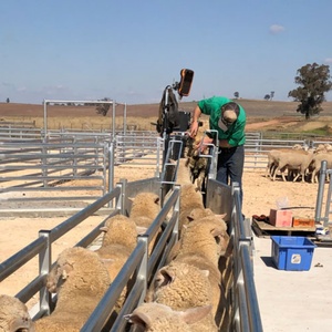 Corral de Ovejas Resistente, Galvanizado en Caliente, <span class=keywords><strong>para</strong></span> Corrales de Ovejas - Product Image 4